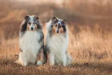 Two Collie dogs sitting in an autumn meadow at sunset - obrazy, fototapety, plakaty