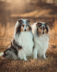 Two Collie dogs sitting in an autumn meadow at sunset