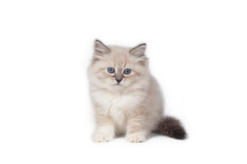Cat on white background.