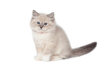 Funny cute kitten sitting on a white background