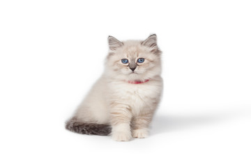 Fototapeta na wymiar Funny cute kitten sitting on a white background