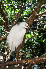 White bird with a large beak walks on the branch