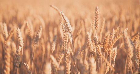 Fototapeta premium Barley field background. Bottom view. Agriculture, agronomy, industry concept.