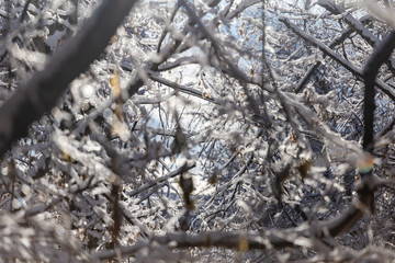 Melting snow on the branches of trees