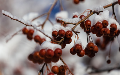 Wild apples covered with snow