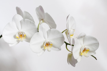 Fototapeta na wymiar A branch of a white Orchid for a postcard.