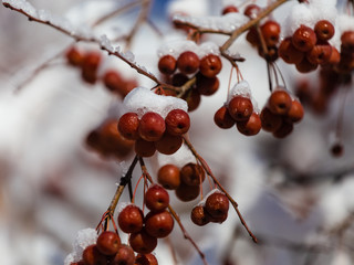 Wild apples covered with snow