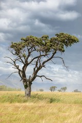 Dart River Tree