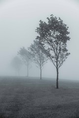Trees Marching into Mist