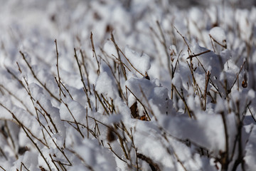 Melting snow on the branches of trees