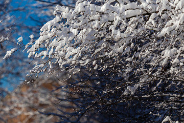 Melting snow on the branches of trees
