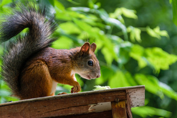 Naklejka na ściany i meble Squirrel sitting on the feeder