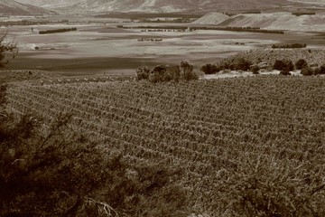 Sepia Vines