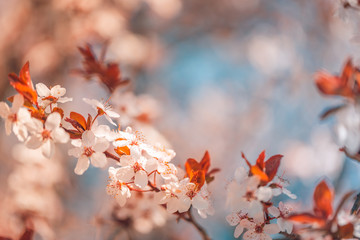 Spring cherry blossom in full bloom, Abstract sakura background