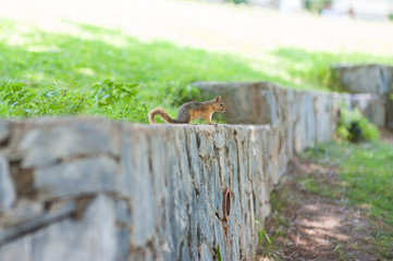 Squirrel sitting on the wall looking into the distance