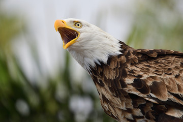 Head shot of a bald eagle (haliaeetus leucocephalus) with an open beak
