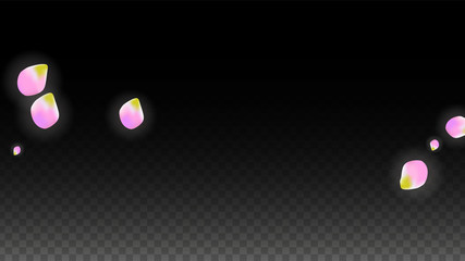 Vector Realistic Pink Petals Falling on Transparent Background.  Spring Romantic Flowers Illustration. Flying Petals. Sakura Spa Design. Blossom Confetti.