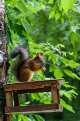 Squirrel lunch with grain on the feeder