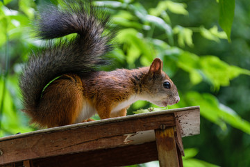 Squirrel look something from the feeder