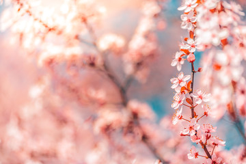 Flowering branches of cherry tree on a sunny day glow in rays of sun on nature. Spring blossom landscape. Spring flowers
