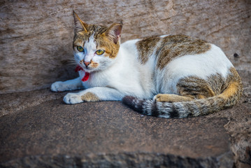 Domestic shorthair cat lying on the floor.