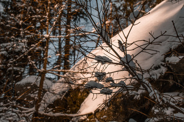 winter landscape in Harz Mountains National Park, Germany