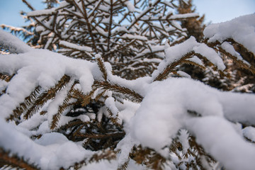 pine needle tree covered in snow, winter forest landscape in Germany