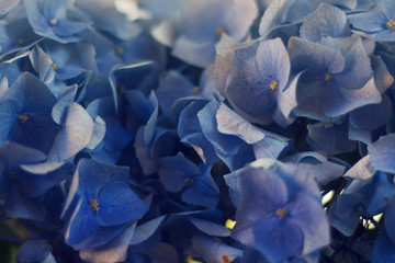 Hortensias azules
