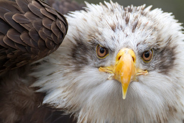 Bald Eagle Portrait
