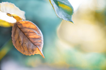 Many beautiful flowers and fruits standing in the garden