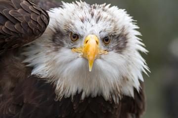portrait of a bald eagle