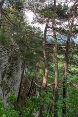 Pines grow on a steep slope of a rock, below which is a green forest.