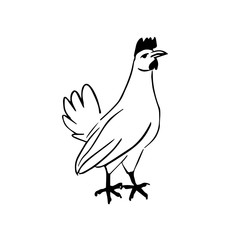 Outline chicken rooster illustration in minimalism style