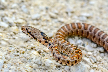 Macro image and Detail of Beautiful Snake