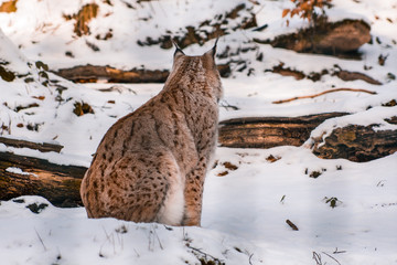 lynx in snowy winter landscape, lynx enclosure near Rabenklippe, Bad Harzburg, Germany