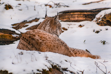 lynx in snowy winter landscape, lynx enclosure near Rabenklippe, Bad Harzburg, Germany