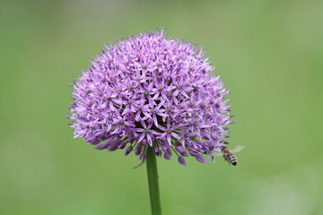 Allium Giganteum