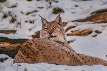 lynx in snowy winter landscape, lynx enclosure near Rabenklippe, Bad Harzburg, Germany © Joppi