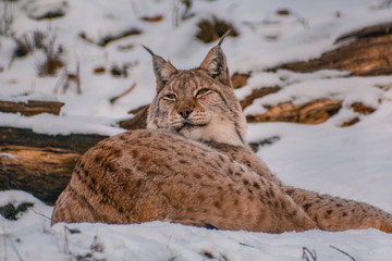 lynx in snowy winter landscape, lynx enclosure near Rabenklippe, Bad Harzburg, Germany
