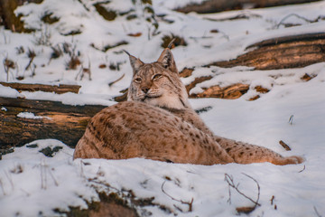lynx in snowy winter landscape, lynx enclosure near Rabenklippe, Bad Harzburg, Germany