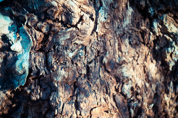 background wood natural centuries-old tree located in the Park, the colors in the spectrum of brown. textured pattern