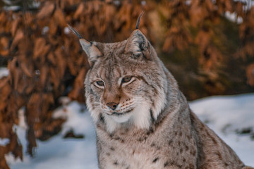 lynx in snowy winter landscape, lynx enclosure near Rabenklippe, Bad Harzburg, Germany