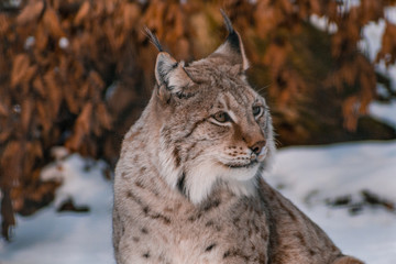lynx in snowy winter landscape, lynx enclosure near Rabenklippe, Bad Harzburg, Germany