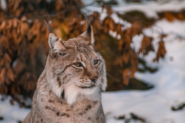 lynx in snowy winter landscape, lynx enclosure near Rabenklippe, Bad Harzburg, Germany