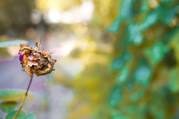 Many beautiful flowers and fruits standing in the garden