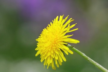 Löwenzahnblüte