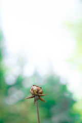 Many beautiful flowers and fruits standing in the garden