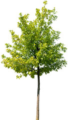 Quercus robur - Stieleiche, Eiche