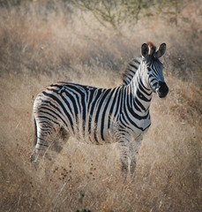 Obraz na płótnie Canvas Zebra in the African savannah, Kruger National Park