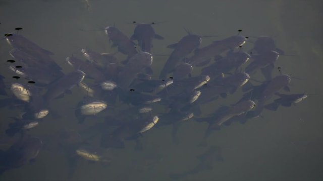 Schwarzer Zwergwels, Schwarzer Katzenwels (Ameiurus melas, auch Ictalurus nebulosus)